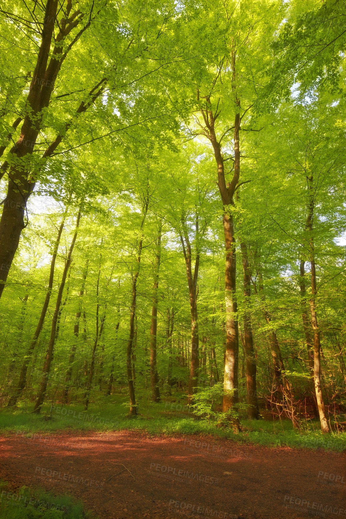 Buy stock photo Environment, forest and park with trees in summer for conservation or sustainability of ecosystem. Jungle, landscape and nature with green rainforest location for adventure, exploration and hiking