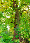 Lush forest in the spring