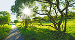 Lush forest in the spring