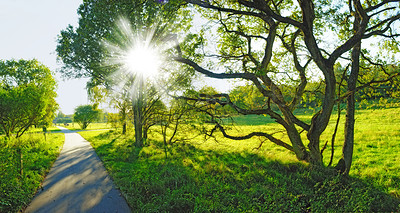 Buy stock photo A very sharp and detailed photo of the famous saturated Danish forest in springtime