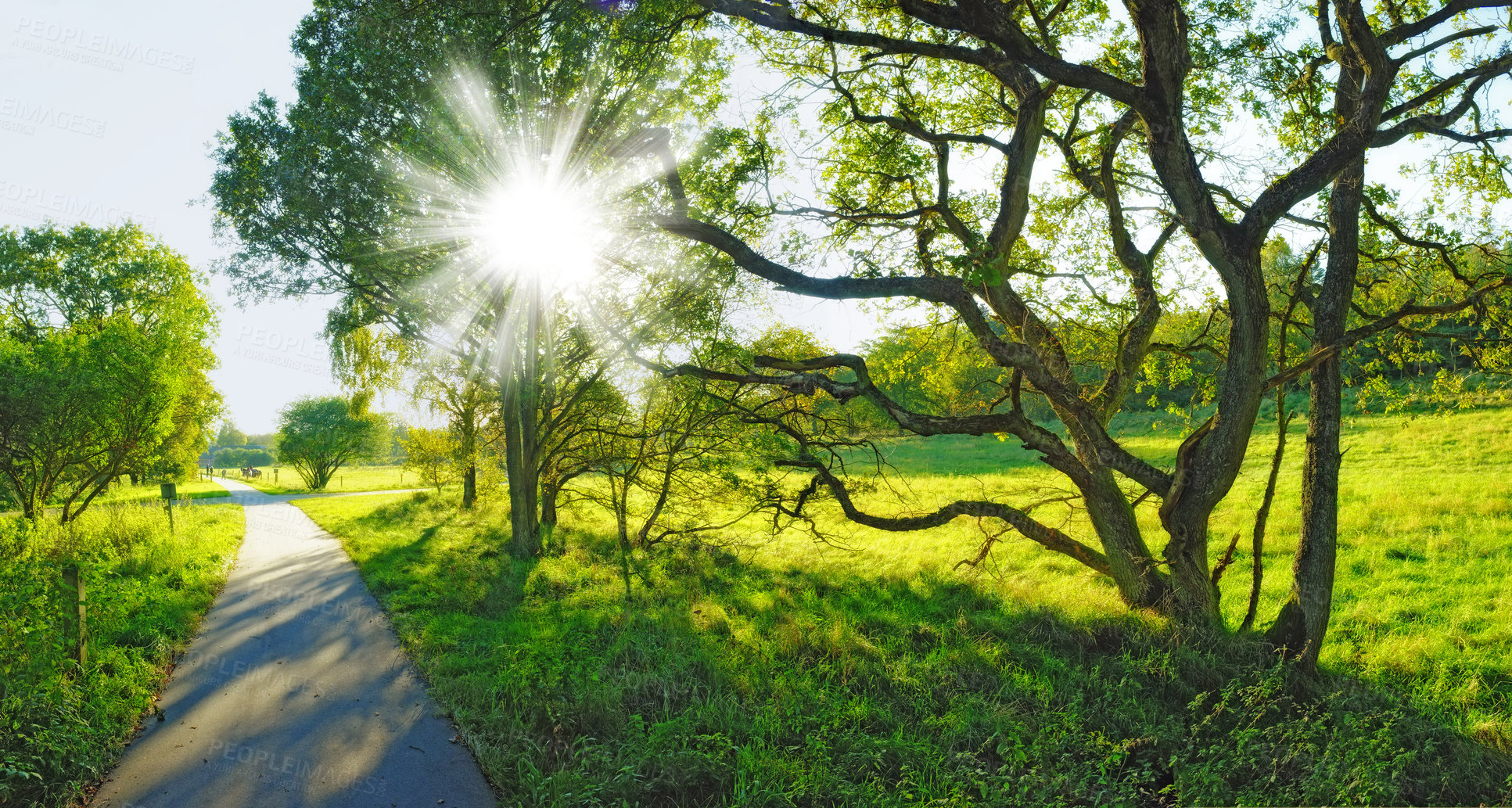 Buy stock photo A very sharp and detailed photo of the famous saturated Danish forest in springtime