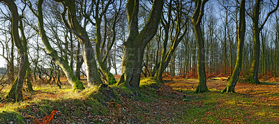 Buy stock photo Forest, grass and trees in woodland or environment with landscape, autumn leaves or conservation for hiking. Woods, ecosystem or field with plants for adventure, explore or travel location in Norway 