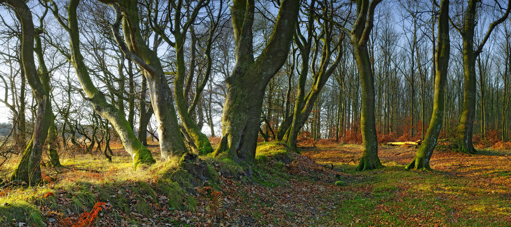 Buy stock photo Forest, grass and trees in woodland or environment with landscape, autumn leaves or conservation for hiking. Woods, ecosystem or field with plants for adventure, explore or travel location in Norway 