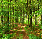 Lush forest in the spring