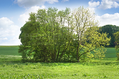 Buy stock photo Sustainable, nature and leaves on tree in field for agro, botanical or landscape environment. Agriculture, green and plants with branch for outdoor ecology in forest, garden or park in countryside.