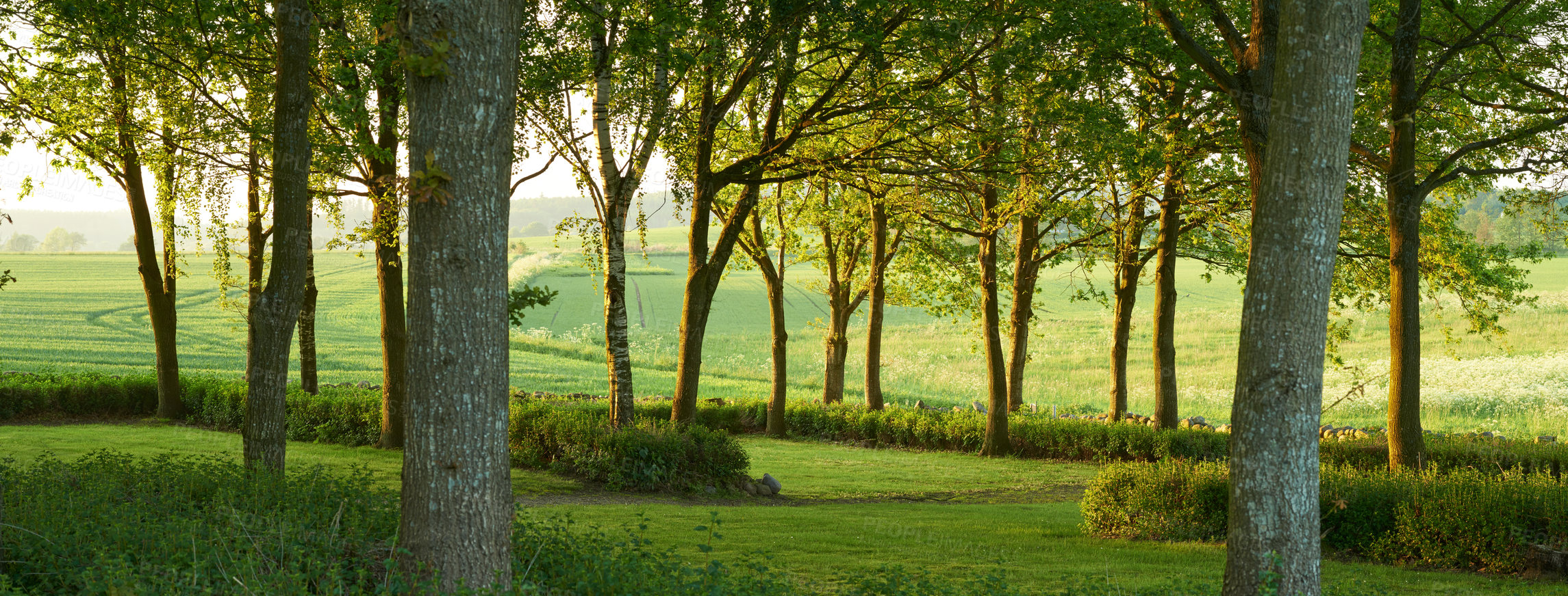 Buy stock photo Nature, forest and spring with countryside, landscape and growth for natural climate and ecology. Morning, environment and denmark jungle with green, trees and woods for beauty and peace or calm
