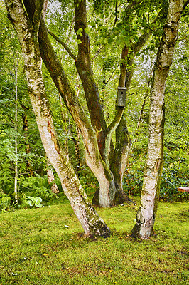 Buy stock photo Forest, grass and nature in calm environment for serenity with leaf, beautiful landscape and spring time. Silver birch, growth and group of trees for peace with birdhouse, green and spiritual harmony