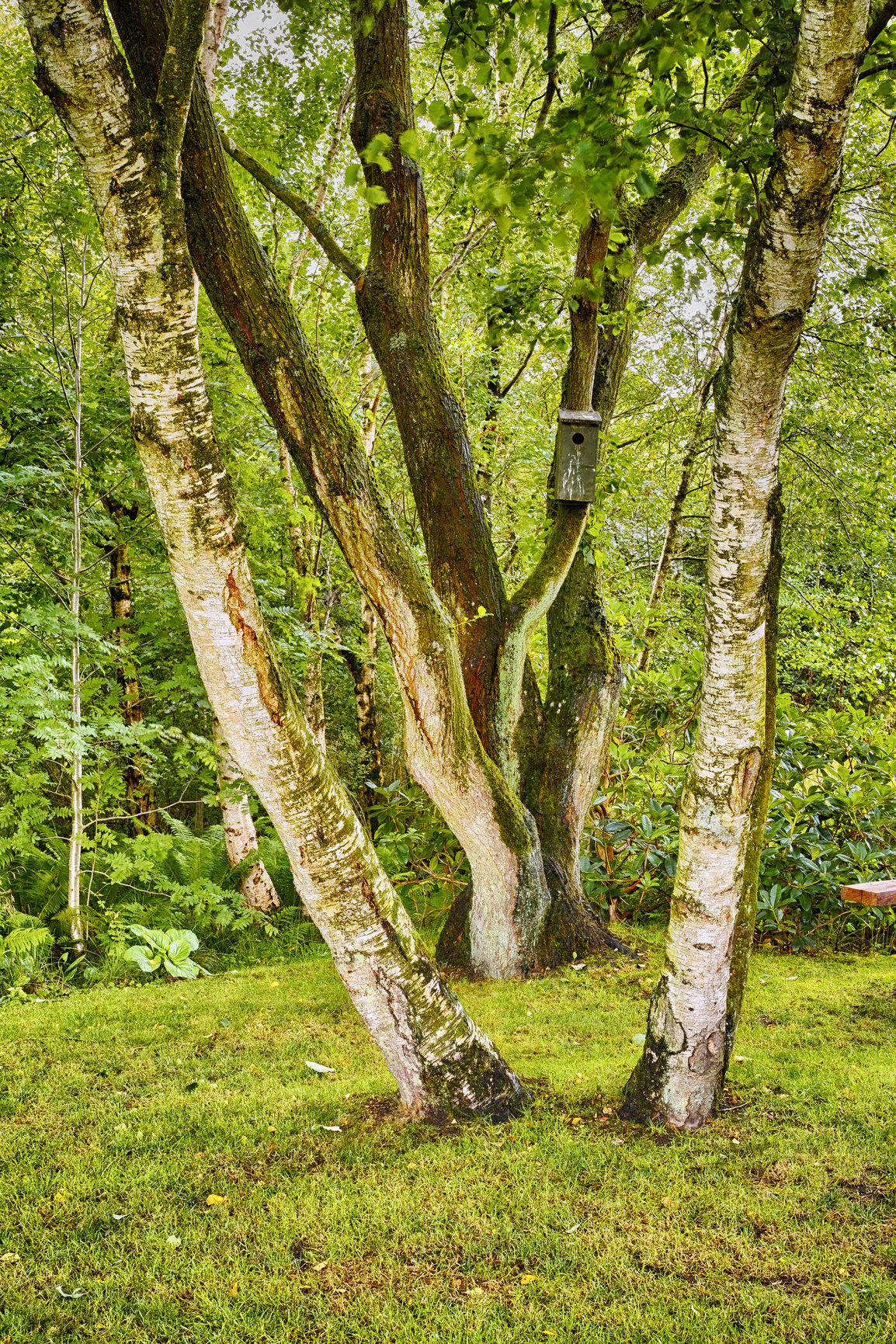 Buy stock photo Forest, grass and nature in calm environment for serenity with leaf, beautiful landscape and spring time. Silver birch, growth and group of trees for peace with birdhouse, green and spiritual harmony