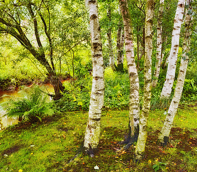 Buy stock photo Forest, natural and green landscape with swamp, trees and plants for hike or outdoor adventure. Tropical jungle, river or stream in peaceful park with water for vacation, travel or holiday in Brazil 