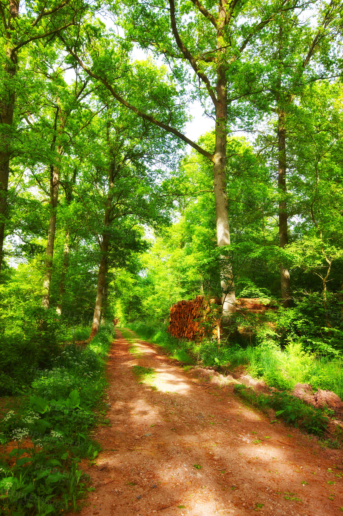 Buy stock photo Forest, landscape and path with trees in summer for conservation or sustainability of ecosystem. Jungle, nature and dirt road with green rainforest or woods for adventure, exploration and hiking