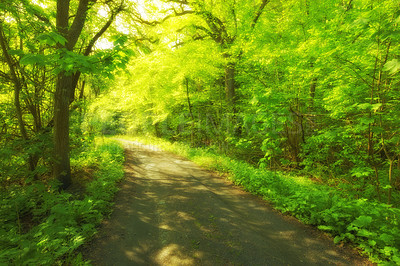 Buy stock photo Environment, forest and dirt road with trees in summer for conservation or sustainability of ecosystem. Jungle, landscape and trail with rainforest in Australia for adventure, exploration and hiking