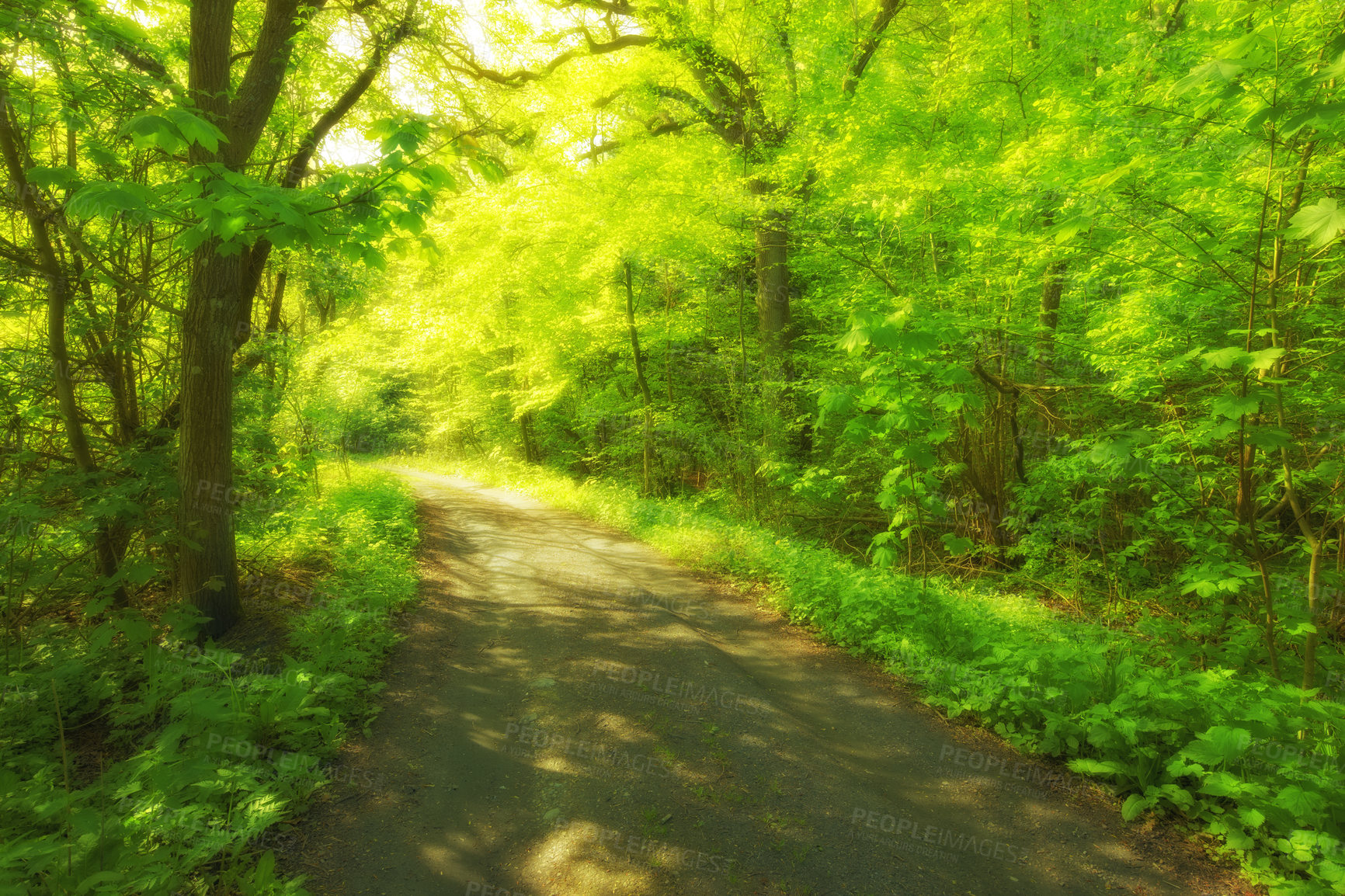 Buy stock photo Environment, forest and dirt road with trees in summer for conservation or sustainability of ecosystem. Jungle, landscape and trail with rainforest in Australia for adventure, exploration and hiking