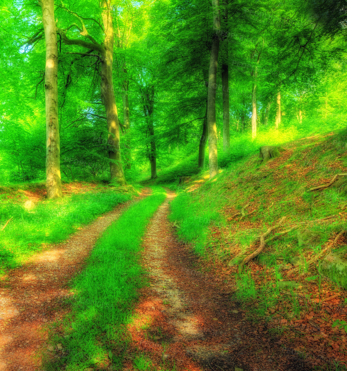 Buy stock photo Pathway, forest and trees in nature for hiking, adventure and travel in Amsterdam. Environment, trail and landscape with natural light for grass road, wilderness path or roadway in countryside