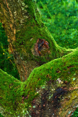 Buy stock photo Tree trunk in with vibrant green moss