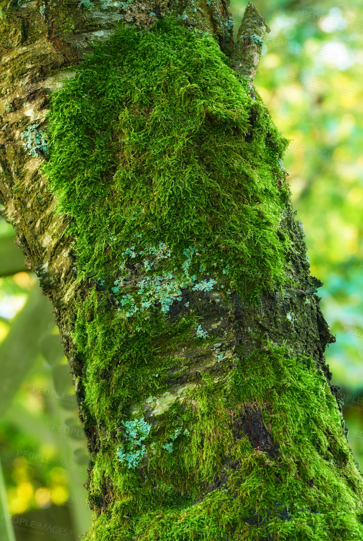 Buy stock photo Tree trunk in with vibrant green moss