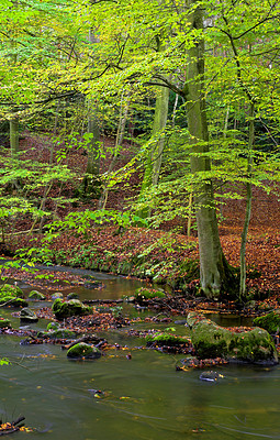 Buy stock photo Environment, forest and nature with lake in summer for conservation or sustainability of ecosystem. Jungle, landscape and river with rainforest or woods for adventure, exploration and hiking