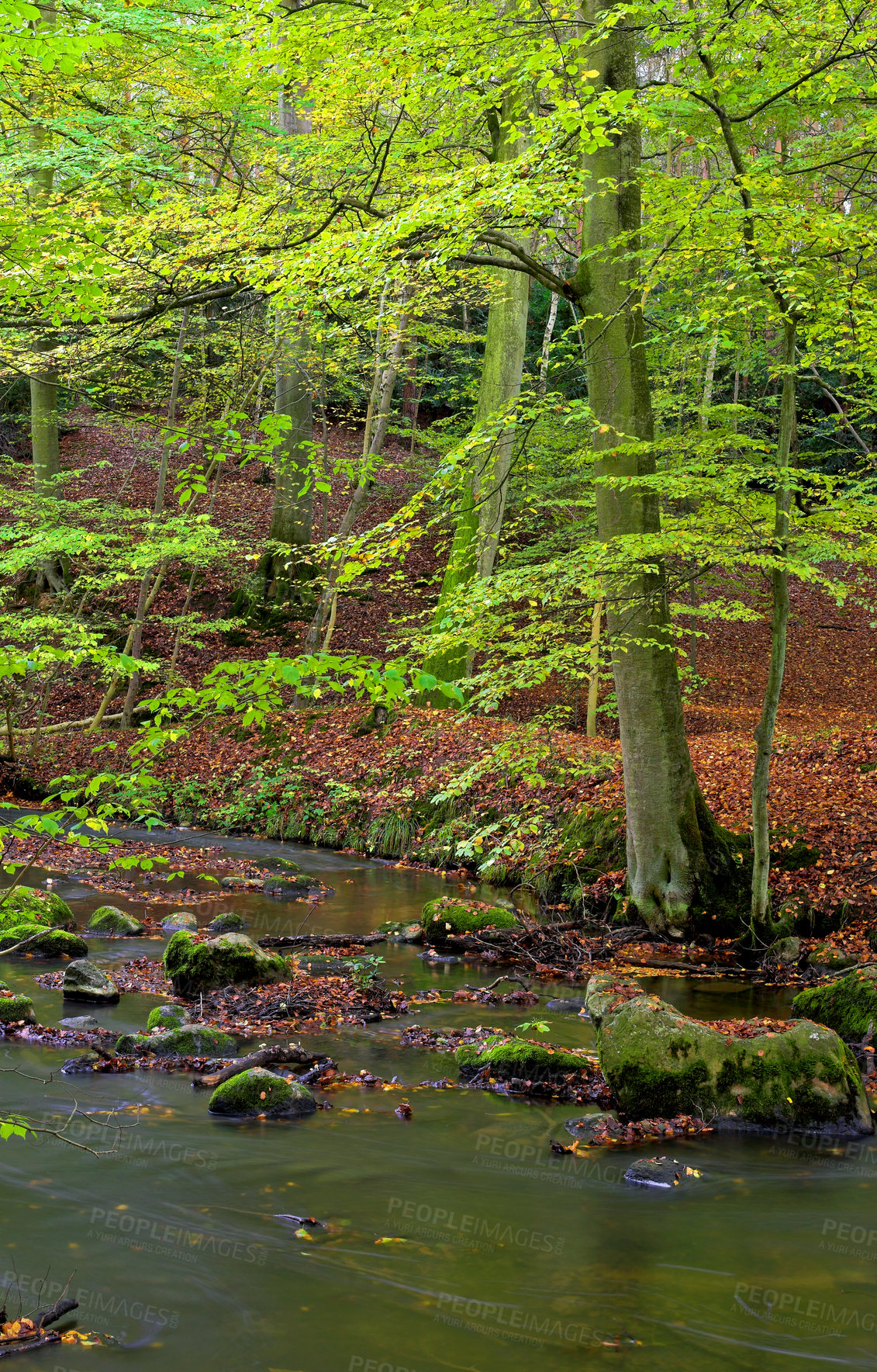 Buy stock photo Environment, forest and nature with lake in summer for conservation or sustainability of ecosystem. Jungle, landscape and river with rainforest or woods for adventure, exploration and hiking