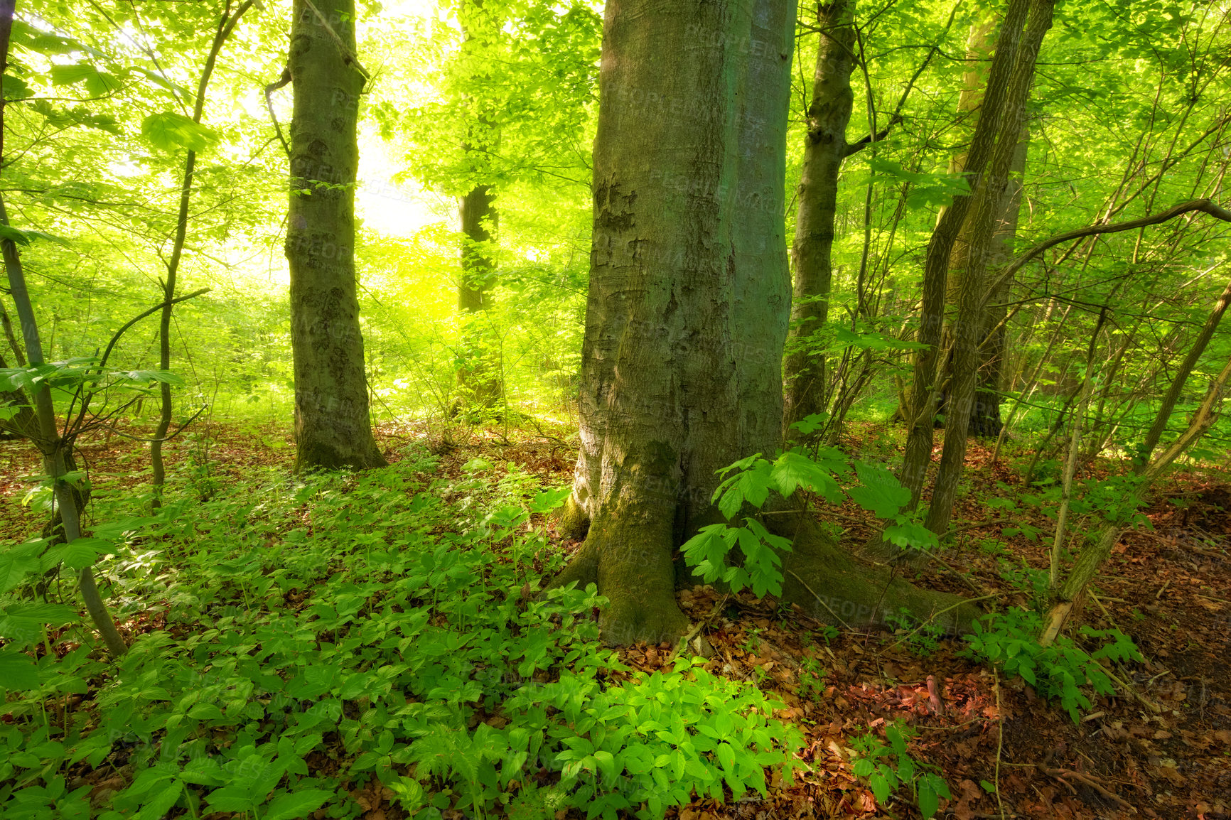 Buy stock photo Environment, flare and forest with trees in summer for conservation or sustainability of ecosystem. Earth, growth and landscape with green rainforest or woods for adventure, exploration and hiking