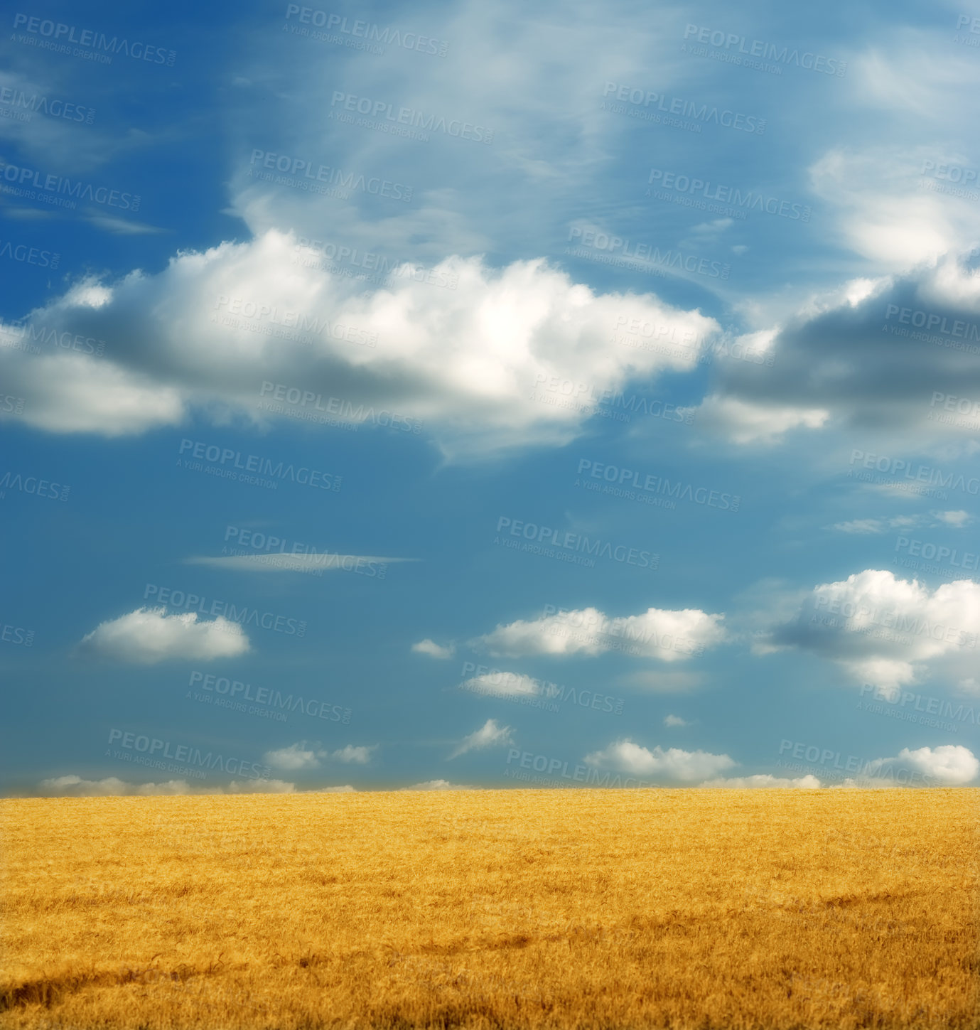 Buy stock photo Yellow cornfield against a blue sky with clouds. Peaceful nature scene with vibrant bright colours. Wheat growing on a rural organic farm. Sustainable farming and agriculture in harvest season.