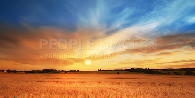 Buy stock photo A photo of a vibrant country field in harvest