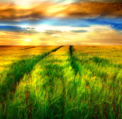 Buy stock photo A vibrant country field in harvest. Beautiful sunset in a field of ripe wheat. Scenic dramatic light. Gorgeous nature open field, dreamy healing on a textured field, hopeful resilience wallpaper