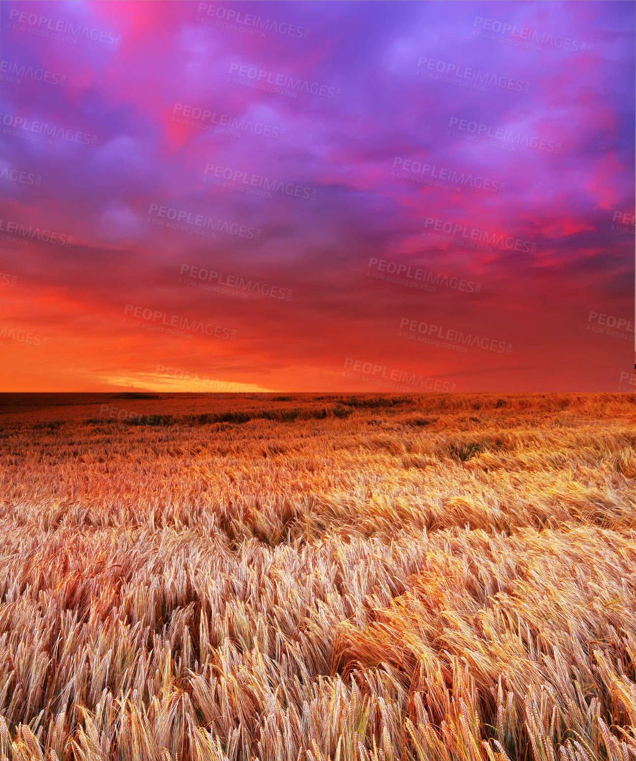 Buy stock photo A vibrant wheat field in harvest with colourful sky background and copyspace. Scenic landscape of rural farm land with copy space. Gorgeous open field in nature natural lighting and calming clouds