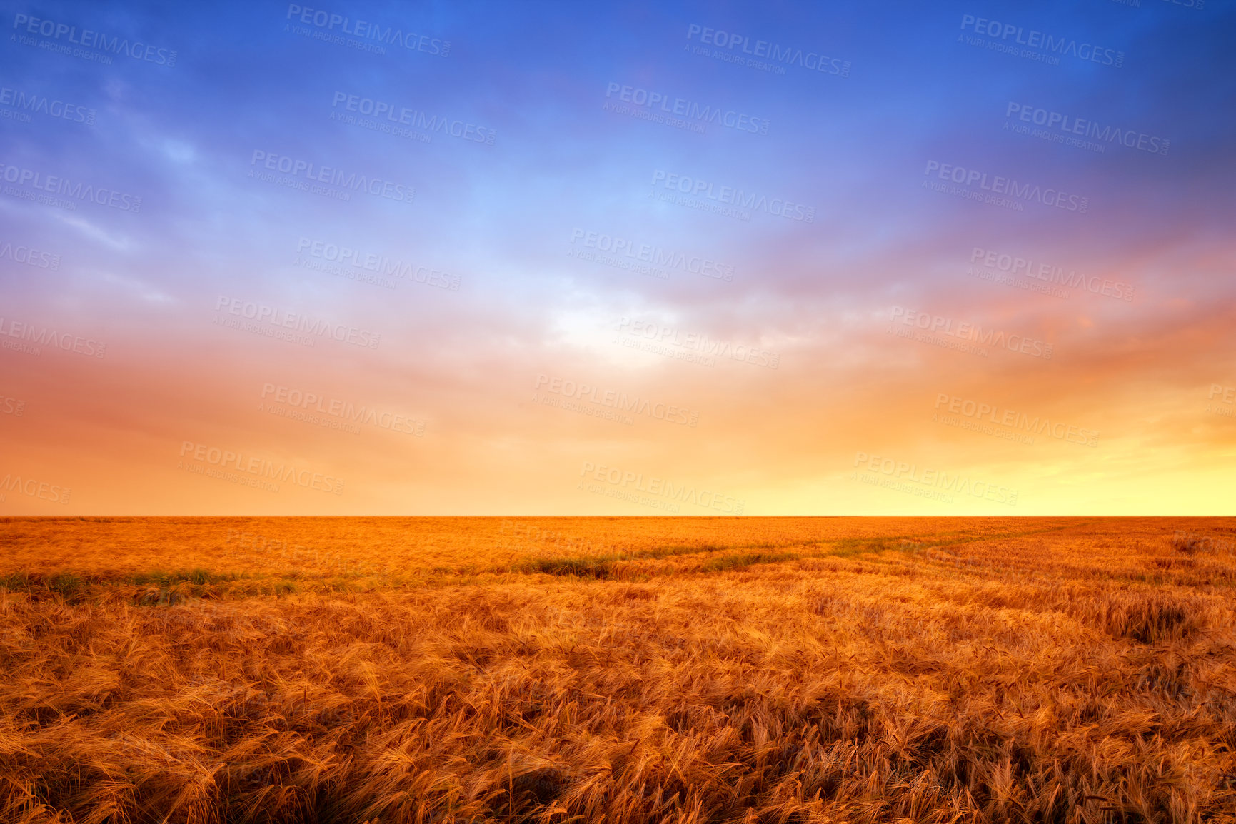 Buy stock photo A vibrant country field in harvest. Beautiful sunset in a field of ripe wheat. Scenic dramatic light. Gorgeous nature open field, dreamy healing on a textured field, hopeful resilience wallpaper