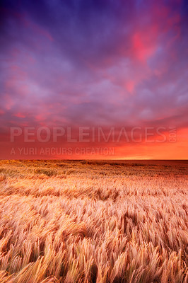 Buy stock photo Gorgeous sunset in a field of ripe wheat ready for harvest with soft colourful sky background and copyspace. Vibrant view of landscape on rural farmland with mixed soft colours and and calming clouds