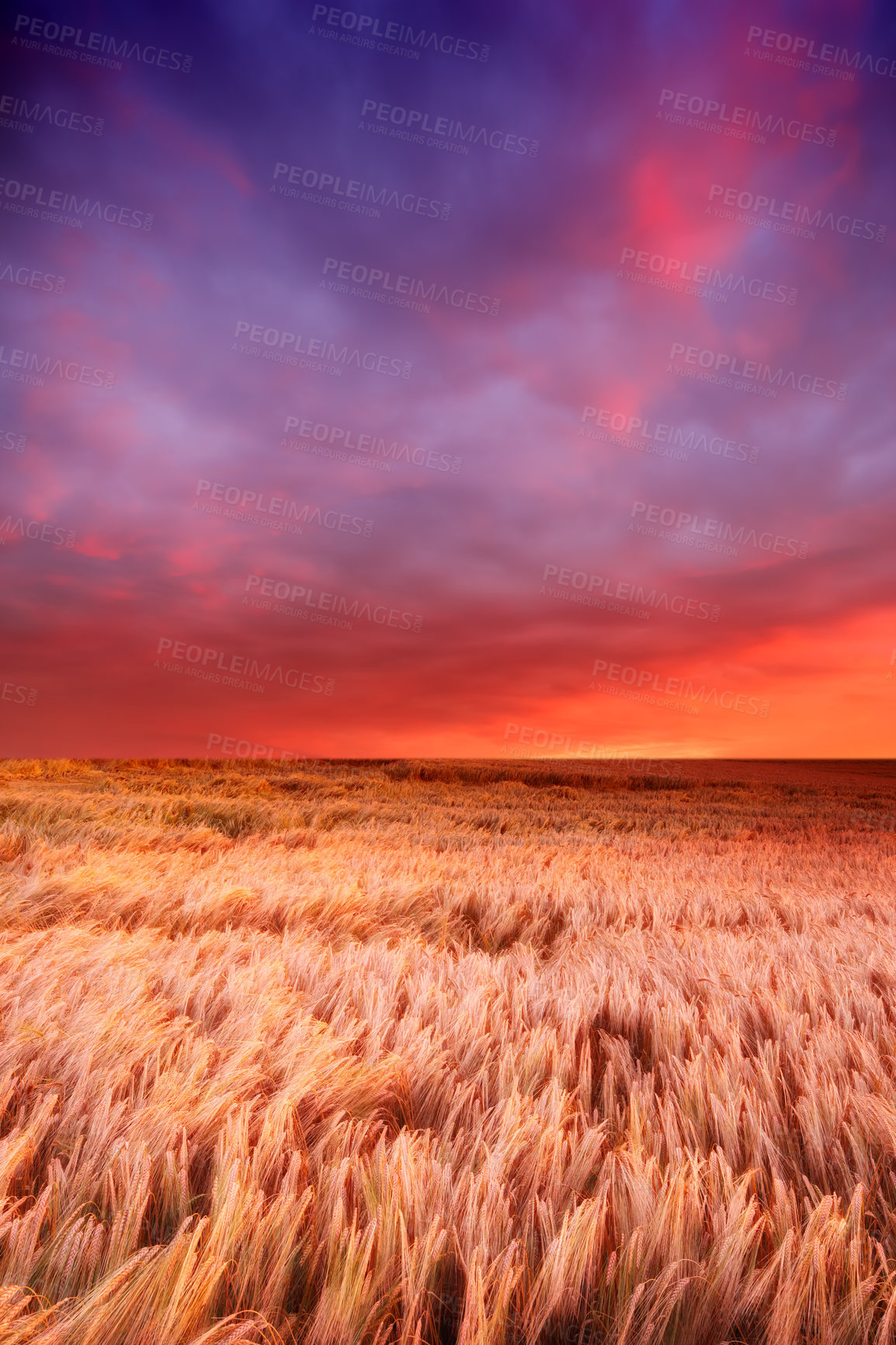 Buy stock photo Gorgeous sunset in a field of ripe wheat ready for harvest with soft colourful sky background and copyspace. Vibrant view of landscape on rural farmland with mixed soft colours and and calming clouds