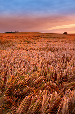 Buy stock photo A field of ripe wheat ready for harvest with sky background and copyspace. Scenic farmland at sunset with copy space. Rye or barley growing on rural organic land. Sustainable farming and agriculture