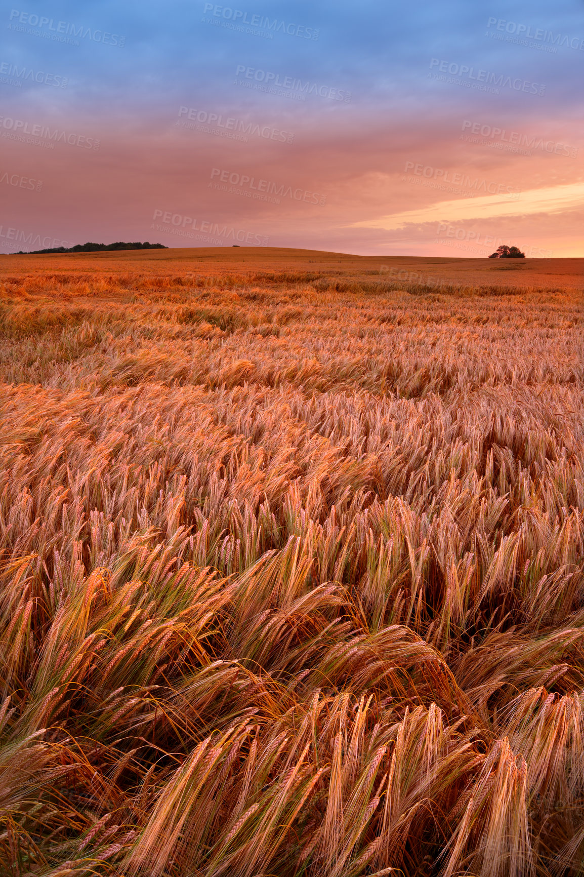 Buy stock photo A field of ripe wheat ready for harvest with sky background and copyspace. Scenic farmland at sunset with copy space. Rye or barley growing on rural organic land. Sustainable farming and agriculture