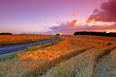 Buy stock photo A photo of a vibrant country field in harvest