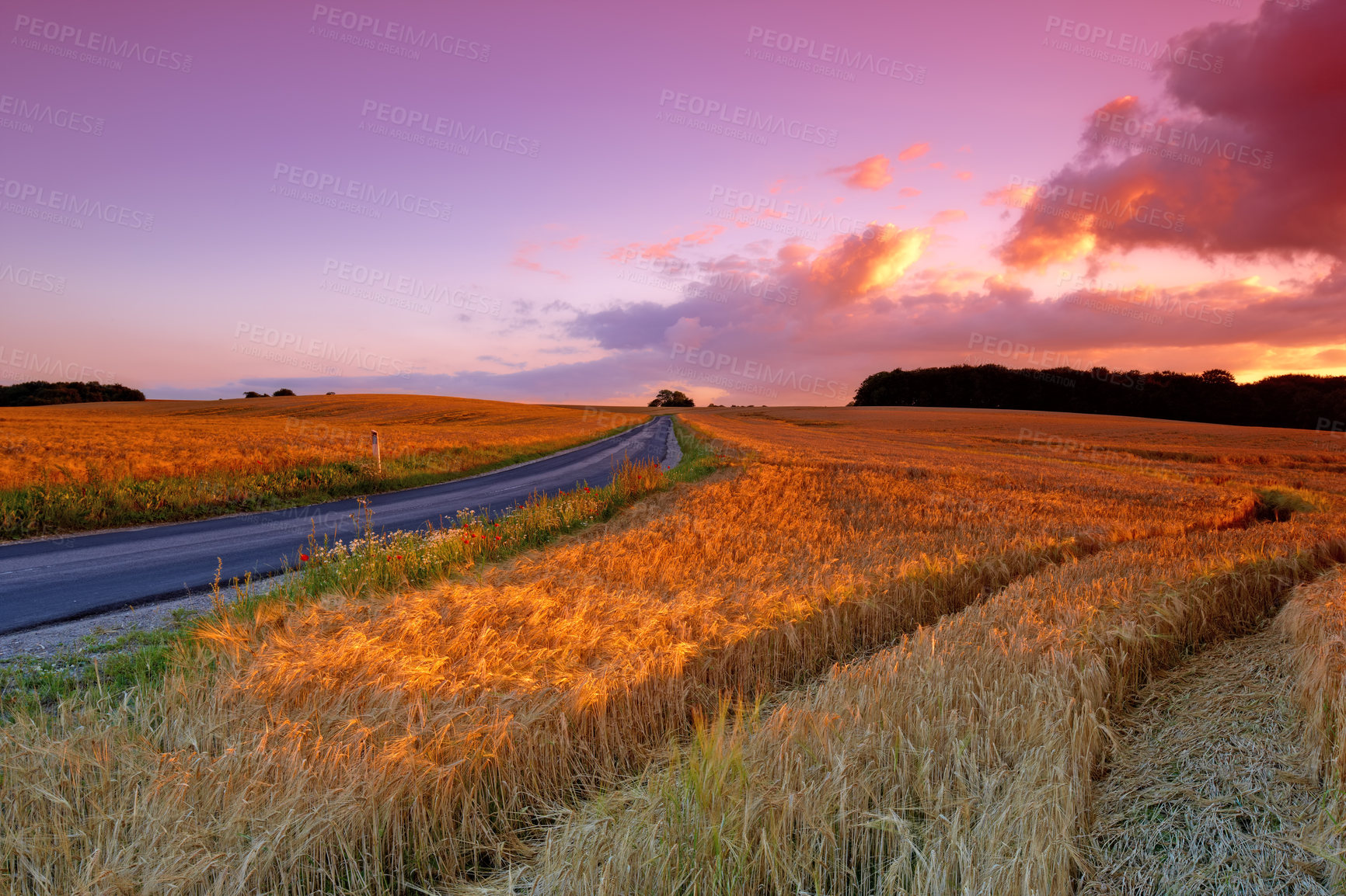 Buy stock photo A photo of a vibrant country field in harvest