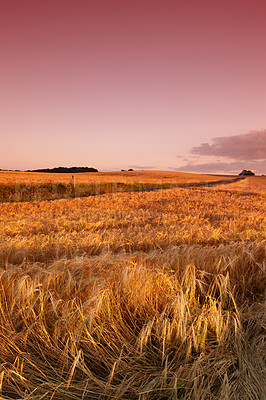 Buy stock photo A cornfield at sunset with a sky background and copyspace. Organic rural farmland with ripe wheat or barley and copyspace. Rye growing in a countryside field, sustainable farming and agriculture 