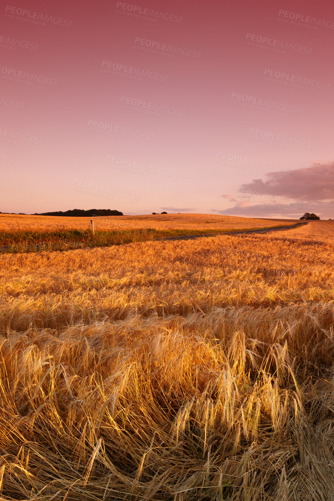 Buy stock photo A cornfield at sunset with a sky background and copyspace. Organic rural farmland with ripe wheat or barley and copyspace. Rye growing in a countryside field, sustainable farming and agriculture 