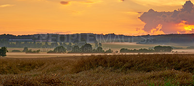 Buy stock photo Sunset, field and plants in landscape, peace and travel to countryside or outdoor nature. Dusk, meadow and earth for horizon or view and calm sustainability, open and growth in relaxing environment