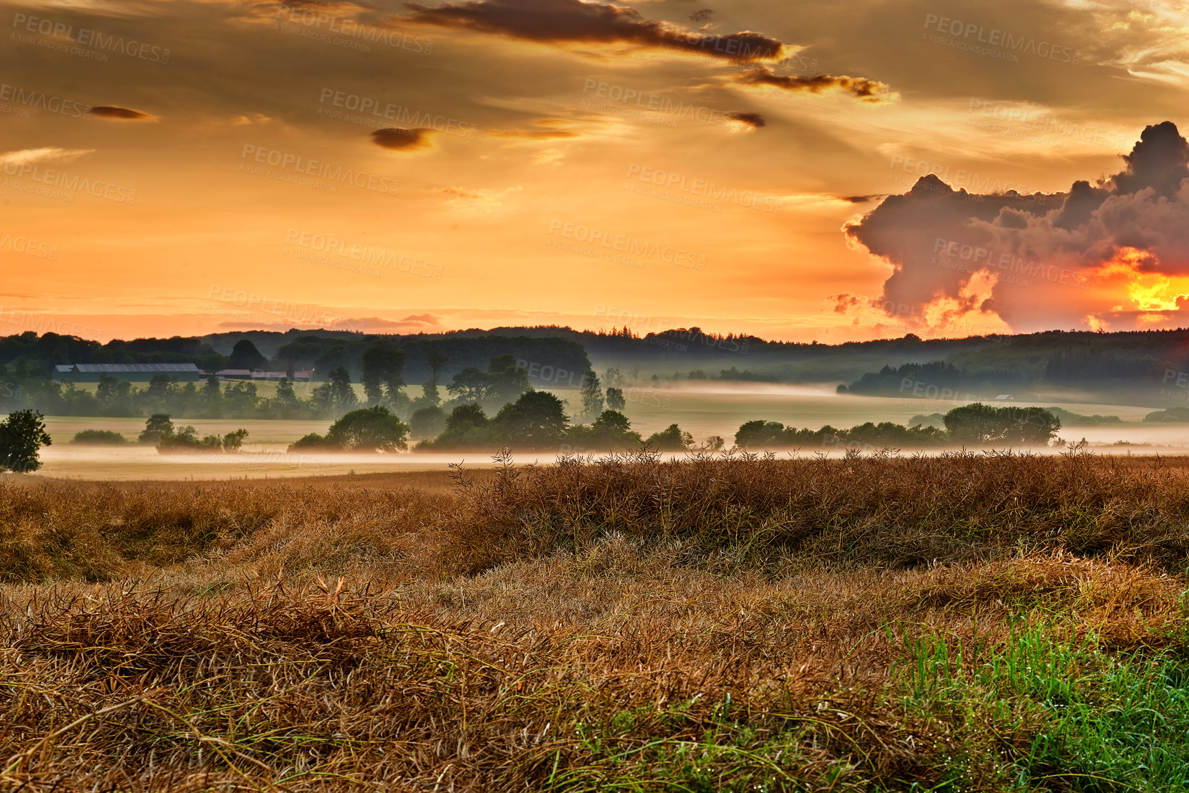 Buy stock photo Sunset, open field and plants or grass, ecology and travel to countryside or outdoor nature. Dusk, meadow and earth for landscape or peace and calm sustainability, horizon and growth in environment