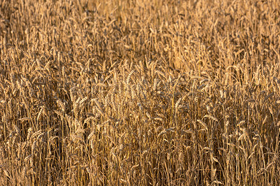 Buy stock photo Wheat, growth and field closeup in nature for production, agriculture or eco friendly farm harvest. Grass, plant and supply chain farming for agro, rice or countryside, environment and sustainability