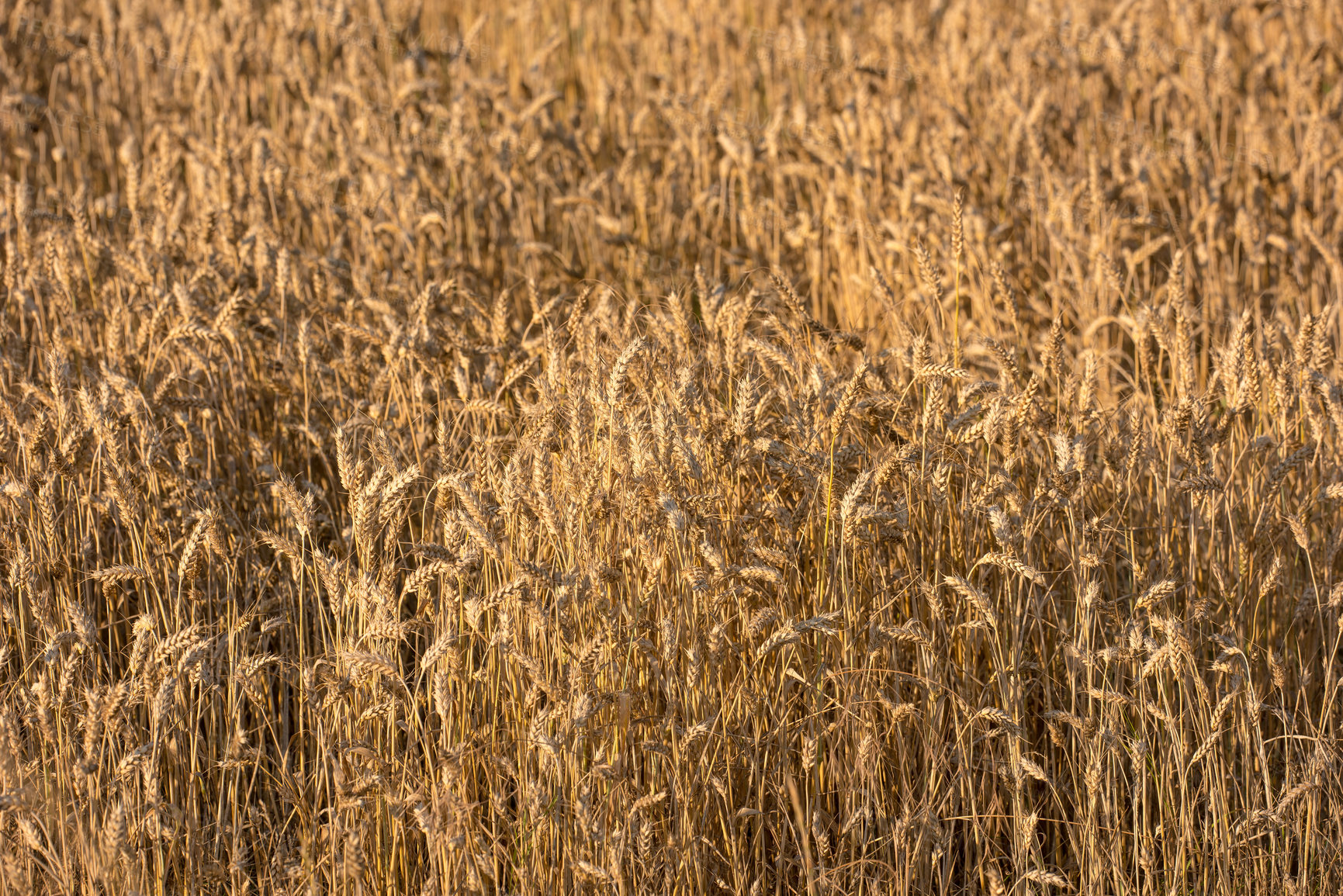 Buy stock photo Wheat, growth and field closeup in nature for production, agriculture or eco friendly farm harvest. Grass, plant and supply chain farming for agro, rice or countryside, environment and sustainability