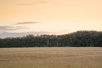 Buy stock photo Nature, field or agriculture with sunrise in rural area, landscape for growth  with trees. Country side, and sustainable environment for grazing in Tuscany, calm and relaxing scenery and meadow