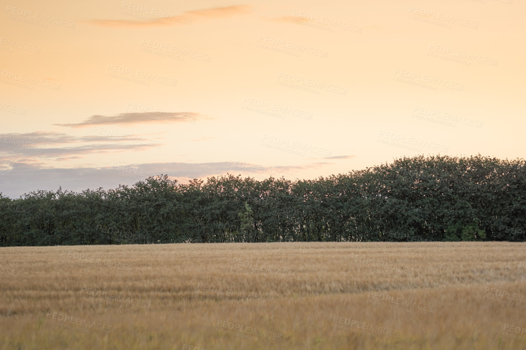 Buy stock photo Nature, field or agriculture with sunrise in rural area, landscape for growth  with trees. Country side, and sustainable environment for grazing in Tuscany, calm and relaxing scenery and meadow