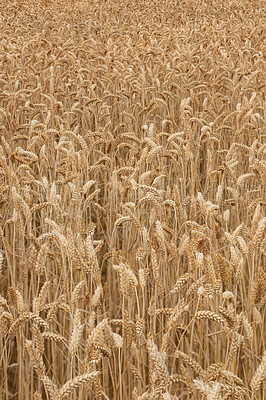 Buy stock photo Wheat, field and growth closeup in nature for production, agriculture or eco friendly farm harvest. Grass, plant and supply chain farming for agro, rice or countryside, environment and sustainability