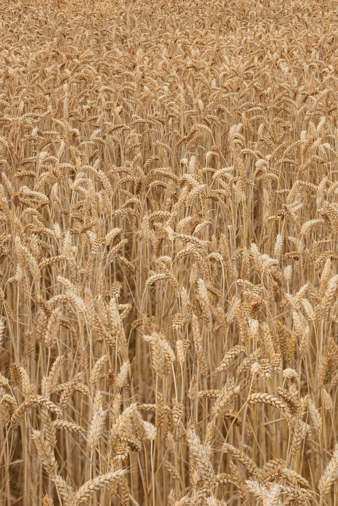 Buy stock photo Wheat, field and growth closeup in nature for production, agriculture or eco friendly farm harvest. Grass, plant and supply chain farming for agro, rice or countryside, environment and sustainability