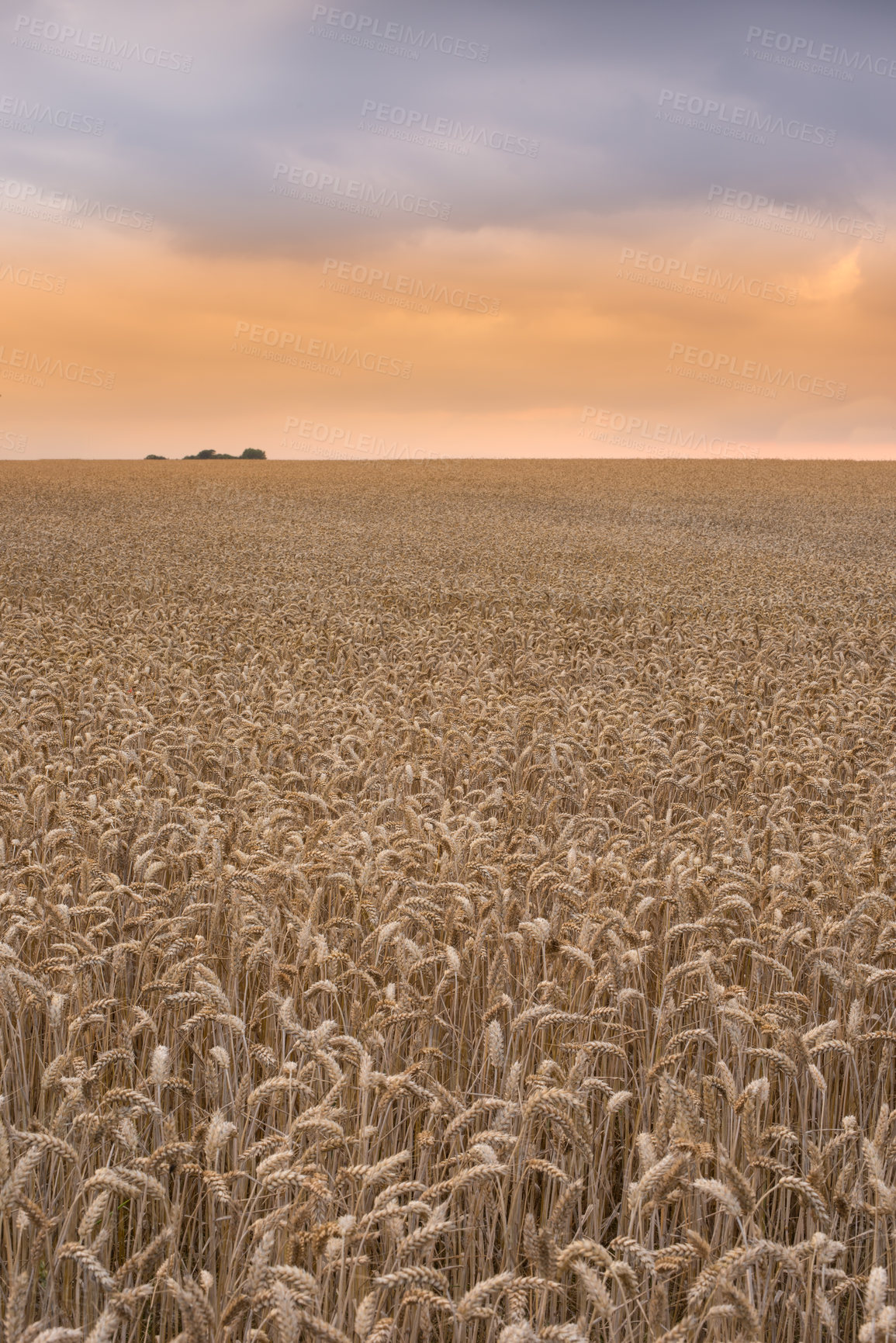 Buy stock photo Wheat, field and farm with nature in countryside, sustainability and growth for environment with sunset sky. Eco, plant or landscape for agriculture, ecosystem and biodiversity on farmland in Italy