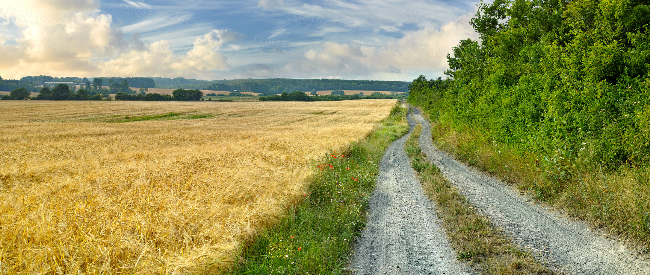 Buy stock photo Field, countryside and outdoor with sunshine, dirt road and plants with journey and adventure with leaves. Path, clouds and growth with landscape and summer with agriculture, environment and bush