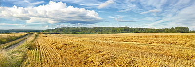 Buy stock photo Nature, harvest or agriculture and barley in rural area, landscape for growth and panorama. Countryside, and sustainable environment for farming, calm and banner or outdoor scenery in Tuscany