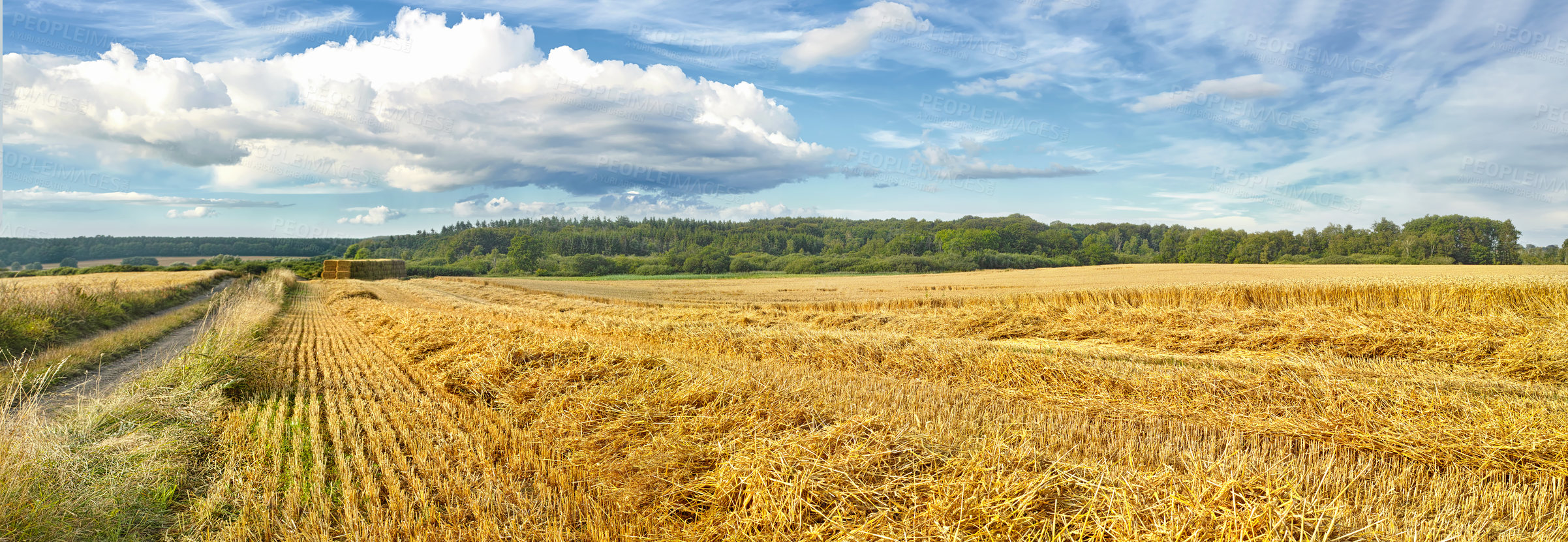 Buy stock photo Nature, harvest or agriculture and barley in rural area, landscape for growth and panorama. Countryside, and sustainable environment for farming, calm and banner or outdoor scenery in Tuscany