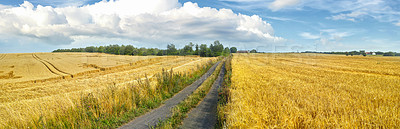 Buy stock photo Field, countryside and outdoor with environment, path and nature with dirt road, growth and adventure with leaves. Harvest, clouds or grass with landscape or summer with agriculture, journey or grain