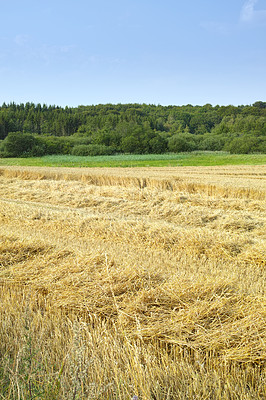 Buy stock photo Natural, harvest or agriculture in countryside with wheat, landscape for growth in spring. Sustainable, environment or barley crop, farming export for beer industry on eco friendly farm or field