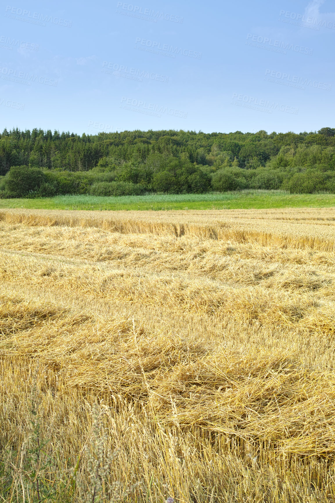 Buy stock photo Natural, harvest or agriculture in countryside with wheat, landscape for growth in spring. Sustainable, environment or barley crop, farming export for beer industry on eco friendly farm or field